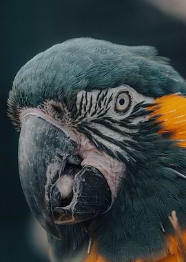 animal face parrot cute