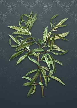 Sweetfern on Slate Gray