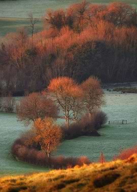 Trees in golden autumn