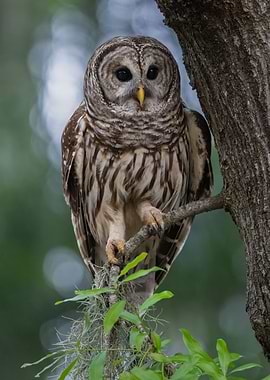 Owl Bird