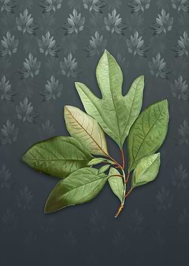 Bay Laurel on Slate Gray