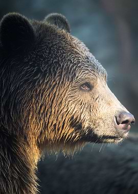 animal face black beer