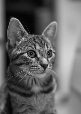 Kitten in Black and White