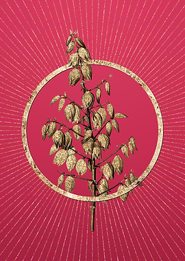 Viva Magenta Adams Needle