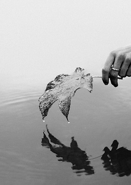 Maple Leaf in the Water