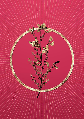 Viva Magenta Adenocarpus