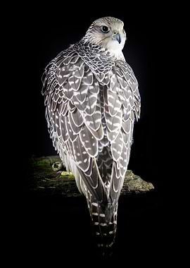 Keeping an eye on you