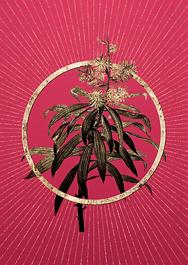 Pleomele on Viva Magenta