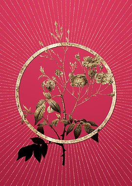 Gold Pink Noisette Roses