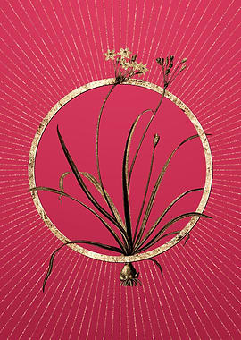 Allium Fragrans on Magenta