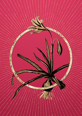 Amaryllis Broussonetii