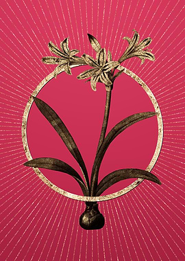 Amaryllis on Viva Magenta