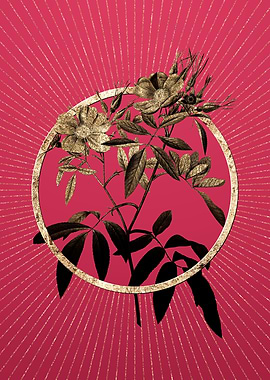 Gold Pink Swamp Roses