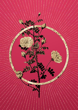 Pink Scotch Briar Rose