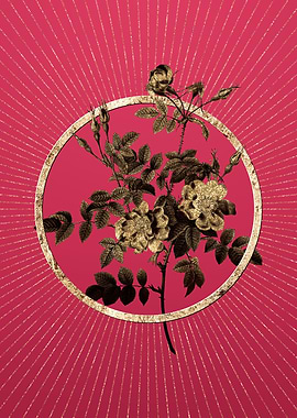 Gold Pink Rosebush Bloom