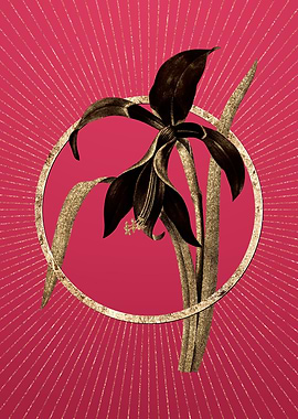 Amaryllis on Viva Magenta