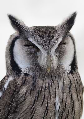 owl closed eyes