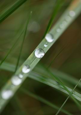 Rain droplets background