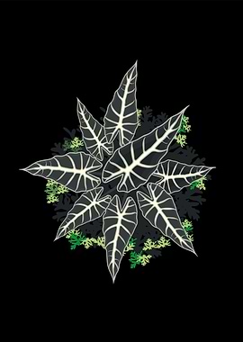 alocasia sanderiana plant