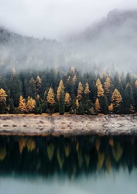 Hoh Forest Washington