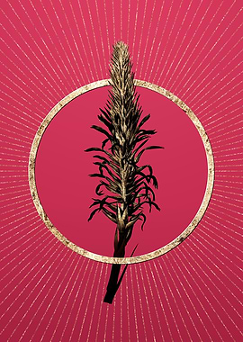 Gold Pitcairnia Latifolia