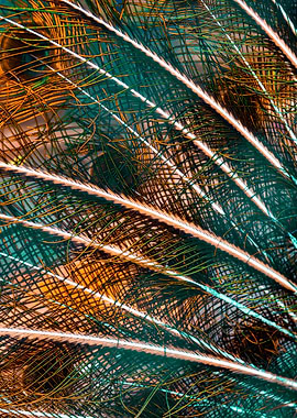 Peacock feathers