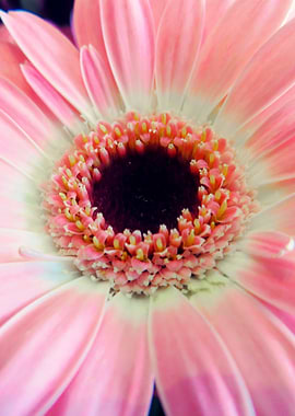 Close up Pink Gerbera
