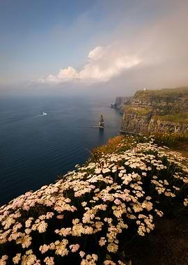 Sea cliffs with flowers