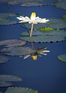 Water lily