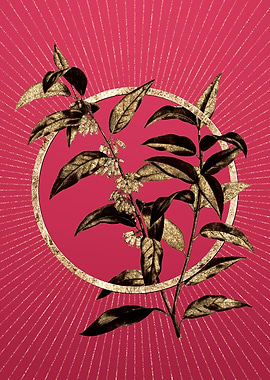 Andromeda Acuminata Bloom