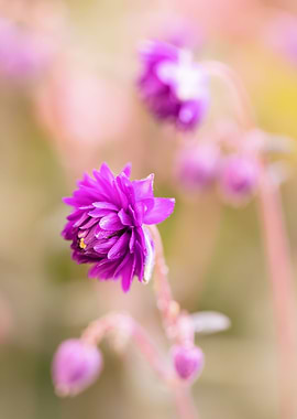 Summer pink flower, macro