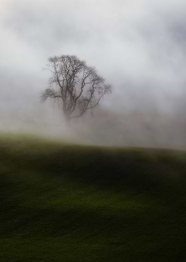 Lonely tree in dense fog
