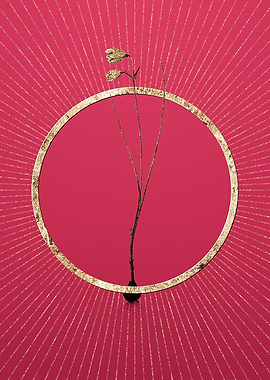 Snowbell on Viva Magenta