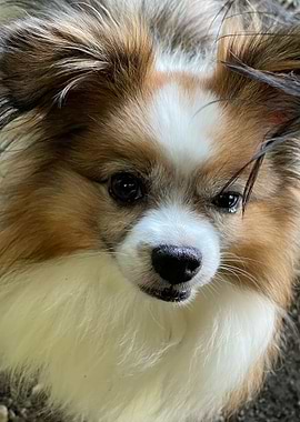 Papillon Portrait