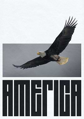USA Bald Eagle