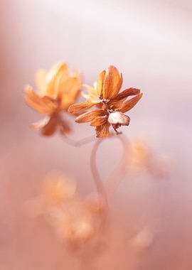 Autumn dried flowers