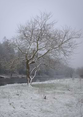 Lonely tree in winter
