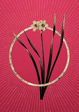 Gold Primrose Peerless