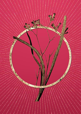 Gold Anigozanthos Flavida