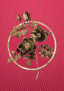 Gold Austrian Briar Rose