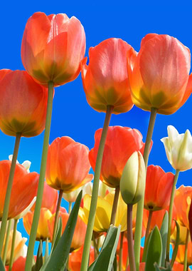 tulips orange