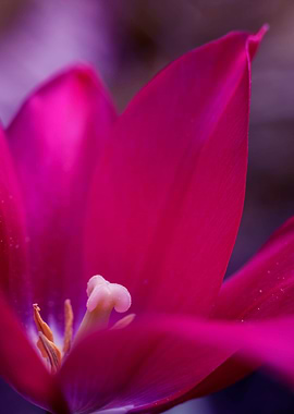 Inside of a pink tulip