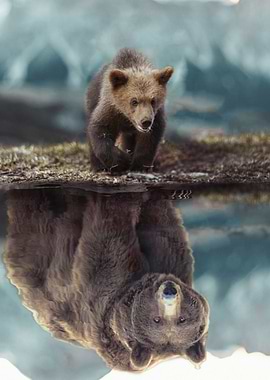 Grizzly Bear Mindset