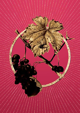 Viva Magenta Barbera Grape