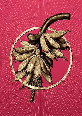 Banana on Viva Magenta