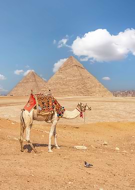 Camel In Giza