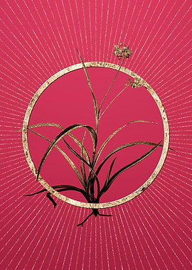 Spiderwort on Viva Magenta