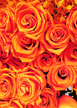 Orange Roses