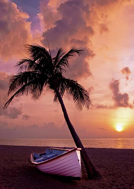 Boat Palm Sunset