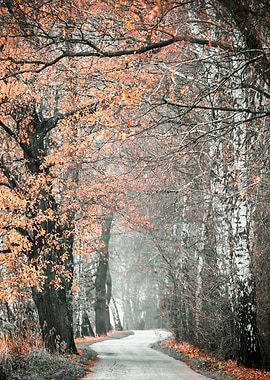 Autumn trees and road